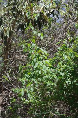 Helinus integrifolius