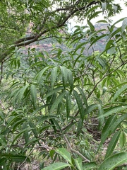 Wrightia natalensis