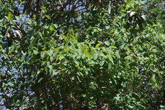 Helinus integrifolius