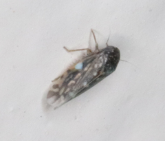 Xestocephalus lunatus