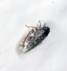 Xestocephalus lunatus
