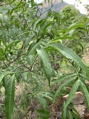 Wrightia natalensis