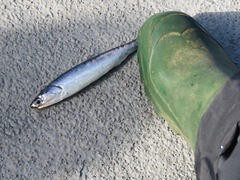 Northern Anchovy photo 5