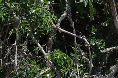 Dalbergia obovata