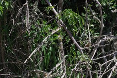Dalbergia obovata