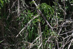Dalbergia obovata