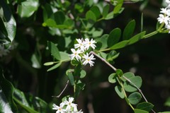 Englerodaphne subcordata