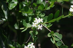 Englerodaphne subcordata