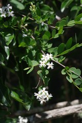 Englerodaphne subcordata