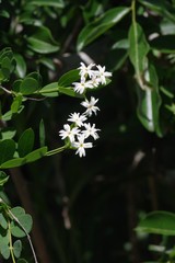 Englerodaphne subcordata