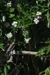 Englerodaphne subcordata