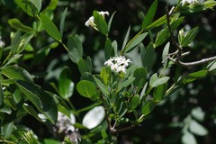 Englerodaphne subcordata