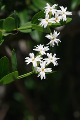 Englerodaphne subcordata