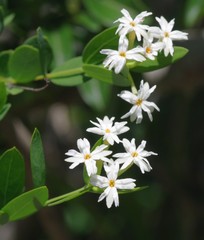 Englerodaphne subcordata