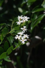 Englerodaphne subcordata