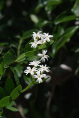 Englerodaphne subcordata