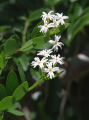 Englerodaphne subcordata
