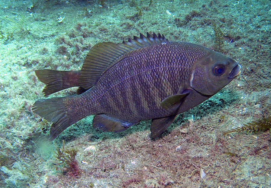 Black Perch
