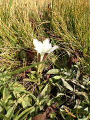 Gentiana newberryi