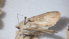 Dichagyris candelisequa