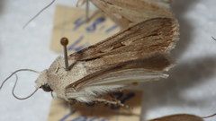 Dichagyris candelisequa