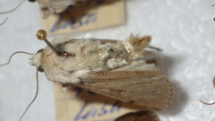 Dichagyris candelisequa