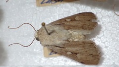 Dichagyris candelisequa