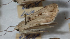 Dichagyris candelisequa