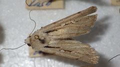 Dichagyris candelisequa