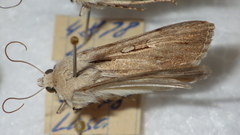 Dichagyris candelisequa