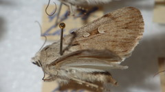 Dichagyris candelisequa