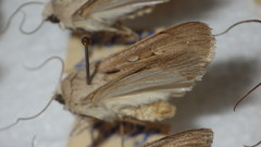 Dichagyris candelisequa