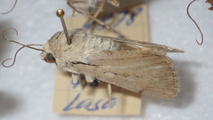 Dichagyris candelisequa