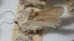 Dichagyris candelisequa