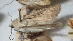 Dichagyris candelisequa
