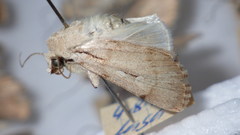 Dichagyris candelisequa