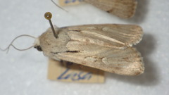 Dichagyris candelisequa