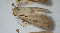 Dichagyris candelisequa