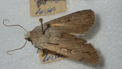 Dichagyris candelisequa