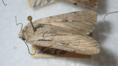 Dichagyris candelisequa