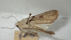 Dichagyris candelisequa