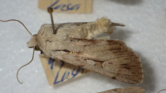 Dichagyris candelisequa