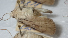 Dichagyris candelisequa