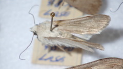 Dichagyris candelisequa