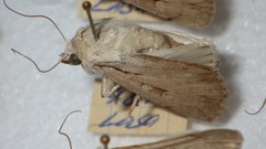 Dichagyris candelisequa