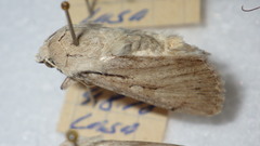 Dichagyris candelisequa