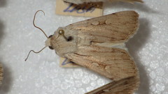 Dichagyris candelisequa