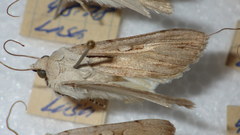 Dichagyris candelisequa