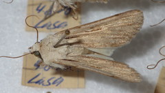 Dichagyris candelisequa