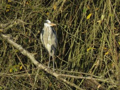 Ardea cinerea